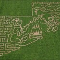 Corn Maze